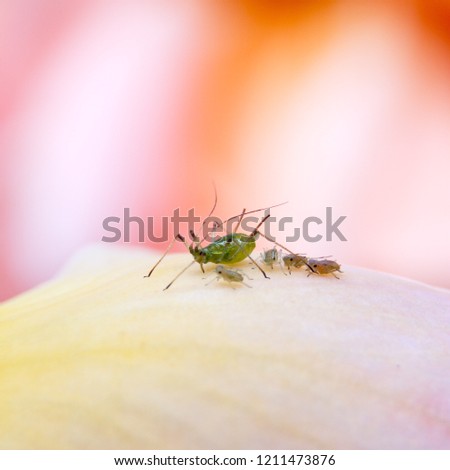 louse pest on a pink flower petal
