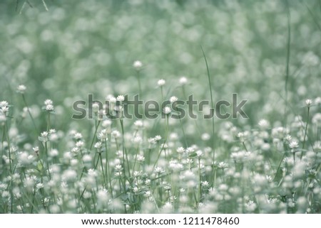 White Grass Flower and blur background. / Small white flowers in a field beautiful background. / White globe amaranth in grass field green blurred background. Royalty-Free Stock Photo #1211478460