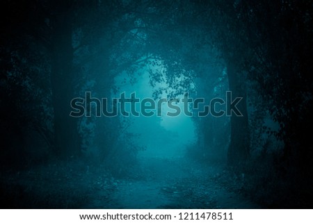 Footpath in the dark, foggy, mysterious forest. 