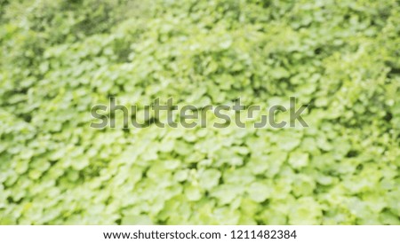 Defocused close-up of clover leaves blowing in wind
