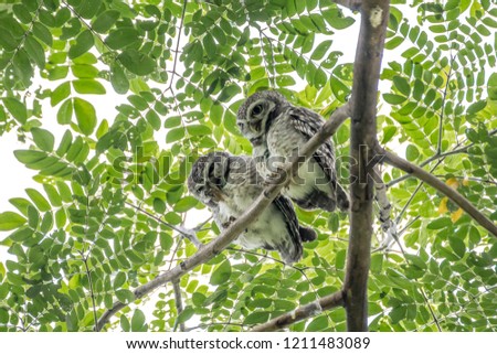 Spotted owlet perched on a tree branch with green background in the park. Spotted Owlet in the garden.