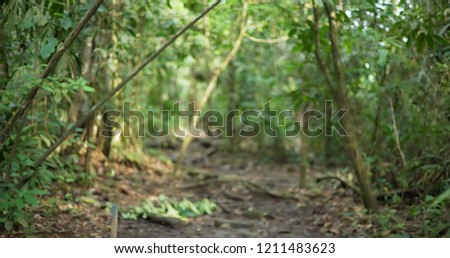 Blurred background of lush forest trees in Monteverde travel destination