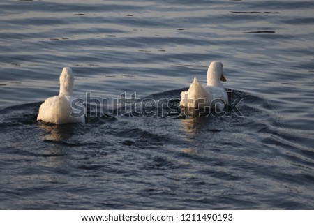 two white ducks swimming