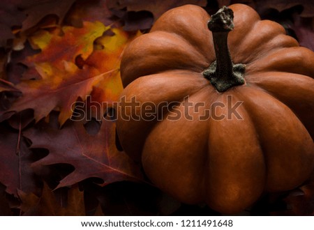 Orange texture pumpkin stands on the burgundy, purple and yellow autumn leaves