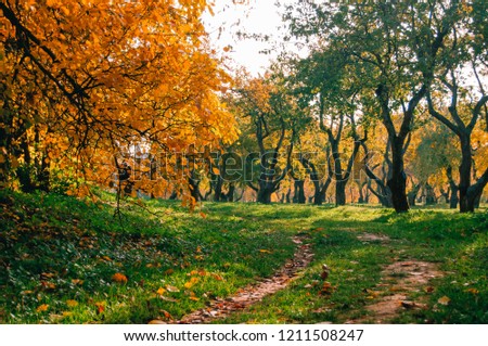 Sunny autumn in the park, yellow leaves lie on the grass