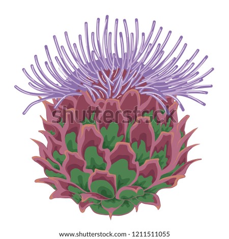 Lilac thistle blossoms. Stock illustration. Isolated image on white background. 
