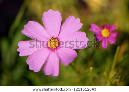 Cosmos Flower, genus with the same common name of cosmos, consisting of flowering plants in the sunflower family
