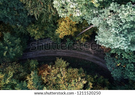 street between autumn forest aerial drone view from above
