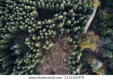 Autumn forest aerial drone view from above