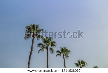 Palm trees. Resort concept.