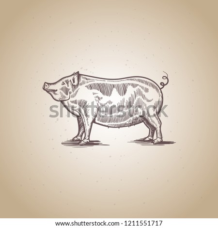 sketch of fat pig. engraved fat pig.
