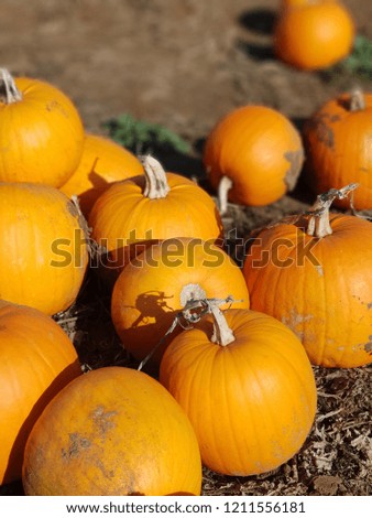 Pumpkin field halloween