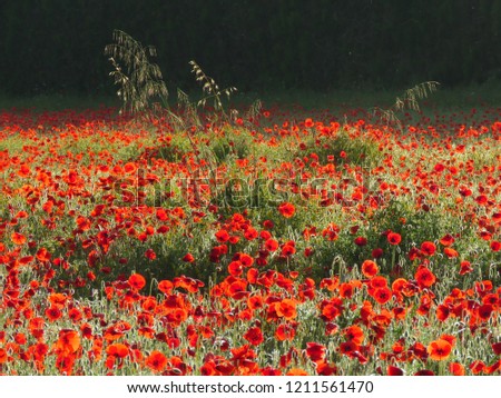Wide view of poppy field with some stalks of wheat. The morning sunlight illuminates the front of picture, while at the back, the shadow awaits the light in color contrast.