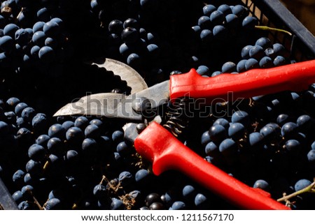 Wine grapes in box in the autumn harvest season. Red scissors for cutting branches of grape