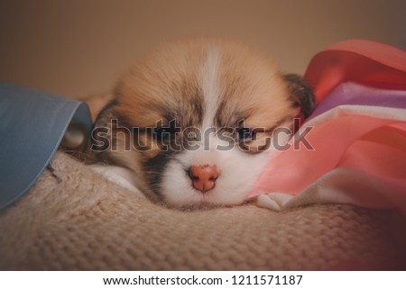 Cute Welsh Corgi Pembroke puppy