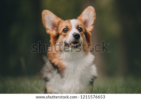Welsh corgi pembroke puppy 