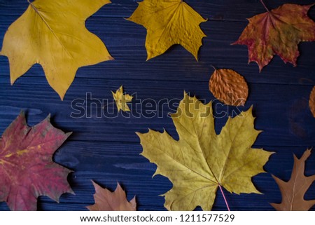 Autumn leaves on a blue wooden background. Bright natural pattern.