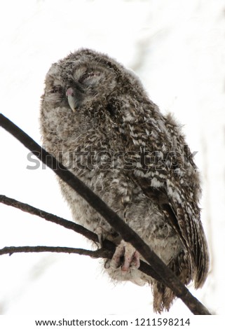 A chick of a gray owl in the winter forest is sitting on a branch holding its paws and sleeping