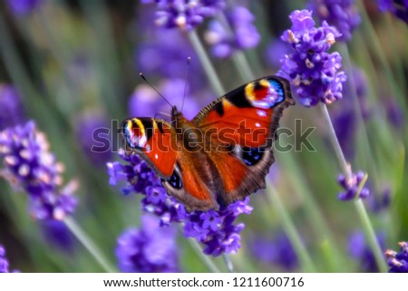 Close up view of a beautiful Peacock butterfly on lavender flower. Spring - Summer in the garden concept. Background. Copy space