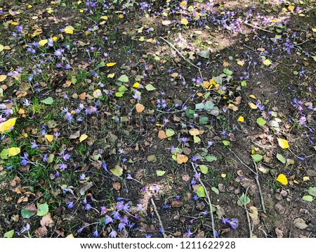 The ground full of natural purple flowers blooming and falling leaves in the Autumn.