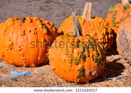 Butternut Pumpkins Outside