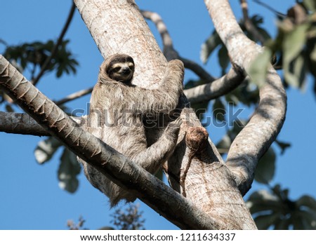 Closeup of  a wild animal Three-toed Sloth climbing a tropical leafy tree in Panama.The scientific name of this mammal is Bradypus varigatus.