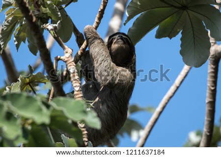 Closeup of a wild animal,Three-toed Sloth climbing in tropical tree in Panama.The scientific name of this animal is Bradypus varigatus.