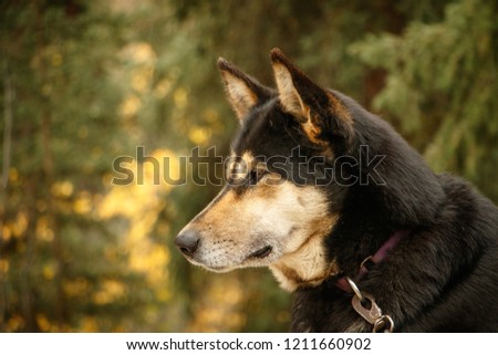 Dog for dog sledding in Denali NP in Alaska Royalty-Free Stock Photo #1211660902