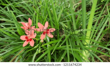 small flower orange red