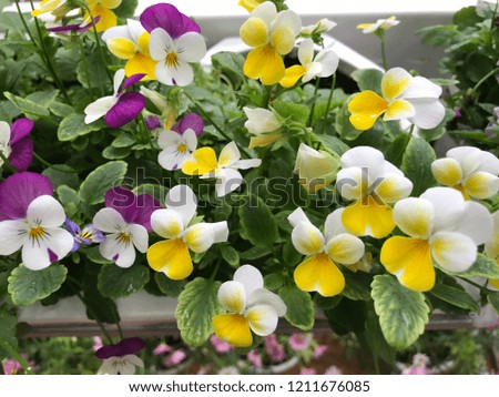 Beautiful colorful pansy flower 