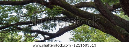 Tree banner with large branches extending out.