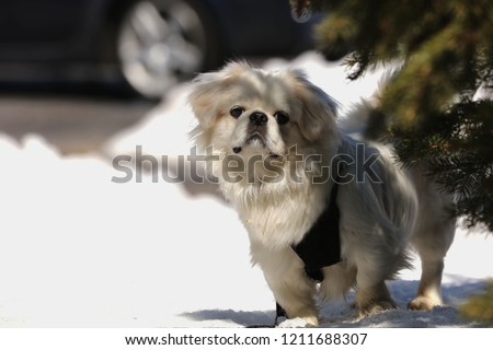 Whi te puppy pekinese on the snow