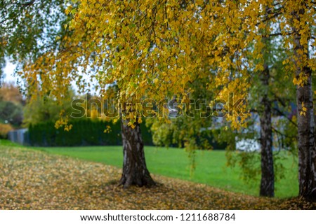 Autumnal Park. Autumn Trees and Leaves. Fall