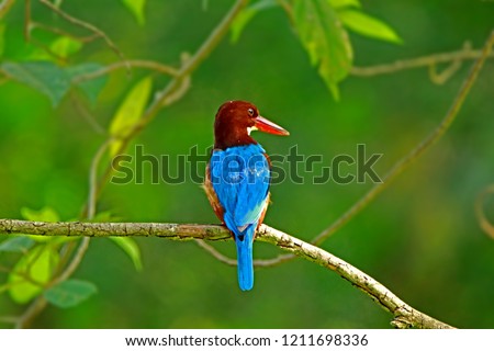 White-throated Kingfishe on branch