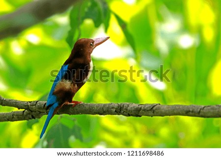 White-throated Kingfishe on branch