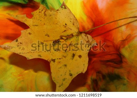 Leaf in beautiful colored water