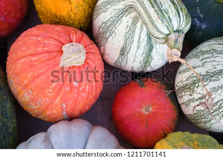 Beautiful Ornamental Gourds in High Resolution