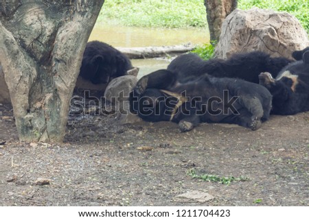 Sleeping bear with family