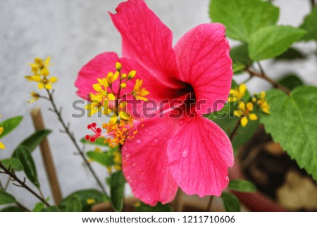 beautiful Chinese Hibiscus flower in full bloom catching everyone's eye. Its composition with the  shower of gold's yellow flowers is a treat for the eyes. 