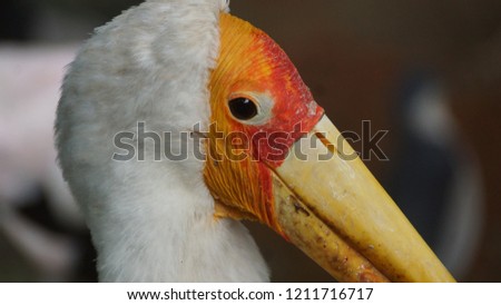 The yellow-billed stork (Mycteria ibis), sometimes also called the wood stork or wood ibis, is a large African wading stork species in the family Ciconiidae