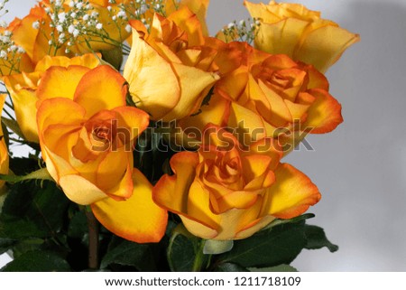 Yellow and orange roses on a white background