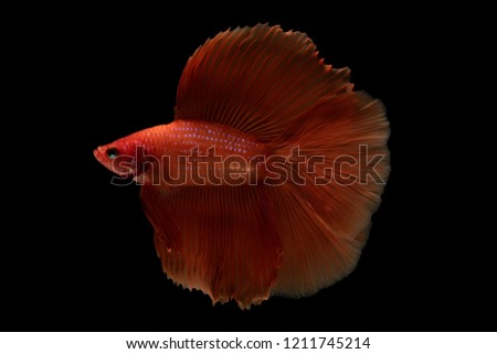 Betta fish, thai fighting fish Half moon king of multi color beautiful closeup, betta splendens on black background
