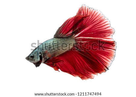Betta fish, siamese fighting fish Half moon king of multi color beautiful closeup, betta splendens on white background