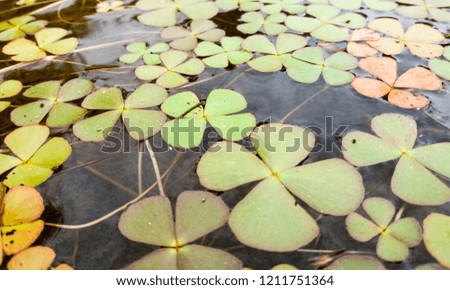 The water clover plant pattern 