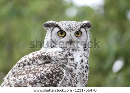 Owl, Vancouver zoo