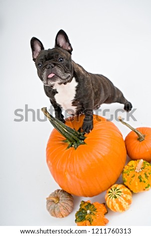 French bulldog and pumpkins on white background                                 