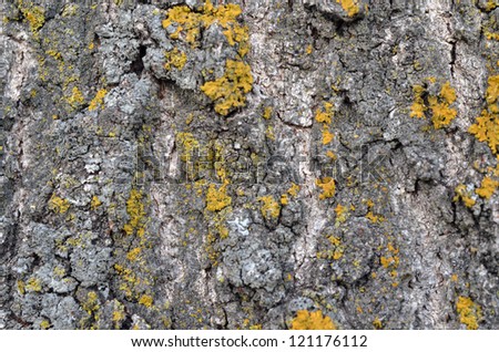 Tree Bark with Moss