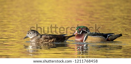 Panorama of wood duck couple in water at Cannon Hill Park in Spokane, Washington.