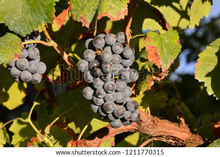 grapes on vine, digital photo picture as a background