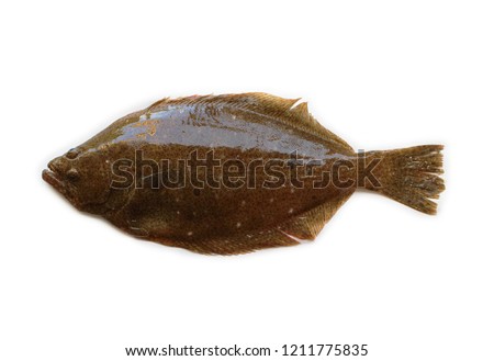 Bastard halibut (Paralichthys olivaceus)
